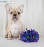 Tessa Female AKC French Bulldog