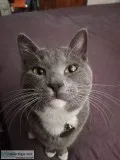 Lost cat