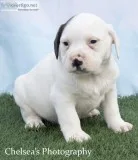 Bolt Male Puggle Bulldog Mix