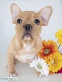 Gemma Female AKC French Bulldog