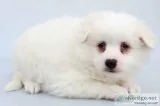 Snow Ball Male American Eskimo