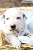Connor Male AKC Dalmation