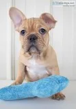 Jacob Male AKC French bulldog