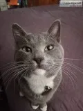 Lost cat