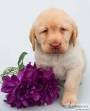 Jenga Male AKC Labrador Retriever