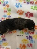 London Female Chihuahua