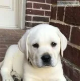 12 weeks old golden retriever pups