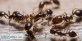 Best Ant Pest Control Services in Hyderabad - Pest Control