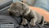 Lab puppies