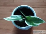 Beautiful house plants for sale