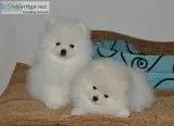 Pomeranian puppies for sale
