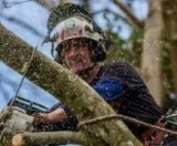 SG Tree Services  Tree Removal and Cutting Services