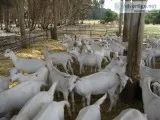 Senaan milk goats for sale