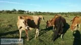 Bred jersey heifers for sale