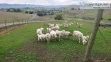 Dorper ewes , rams and lambs for sale
