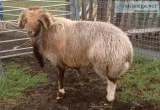 Awassi fat tailed sheep for sale
