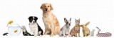 Pet and House Sitting