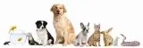 Pet and House Sitting