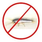 Silverfish Control Sunshine Coast