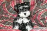Mini schnauzer puppies for sale