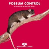 Possum Removal Sunshine Coast