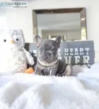 Mini french bulldog puppies for sale