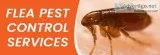 Flea Control Sunshine Coast