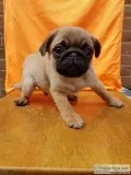 Teacup pug puppies for sale