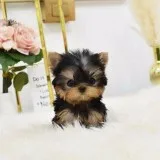 Micro yorkies for sale