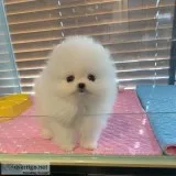 Pomeranian puppies for sale