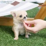 Chihuahua puppies for sale