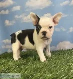 Lucy Female Frenchton