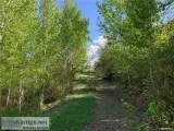 Beautifully Treed 20 Acres