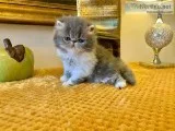Persian Chinchilla Kittens