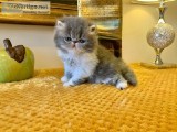 Show Quality Gccf Persian Babies