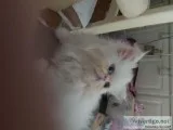 Gorgeouslovingaffect ionatefullpedigreewh itepersian