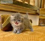adorable Persian Babies