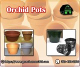 Garden and home Orchid Pots at the best price - Green Barn Orchi
