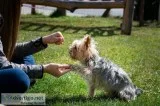 Dog Aggression Modification Services in Albany NY