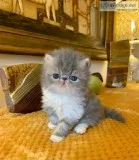 Persian Chinchilla Kittens for sale