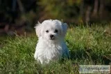 Dog Vet Services in McLean