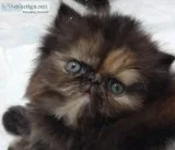 Pure Persian Kitten