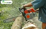 Arborist in Auckland