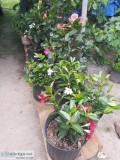 PlantsFlowers