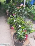 PlantsFlowers