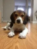 Male and female beagle puppies available