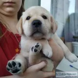 Labrador retriever puppies available