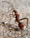 San Antonio Pest Control Services  Bugco.org
