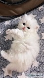 kittens looking for a new home