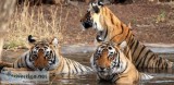 Jim Corbett National Park  Jim Corbett Online Safari Booking